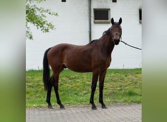Koń hanowerski, Wałach, 3 lat, 168 cm, Gniada