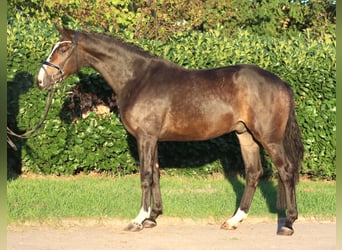 Koń hanowerski, Wałach, 3 lat, 168 cm, Gniada