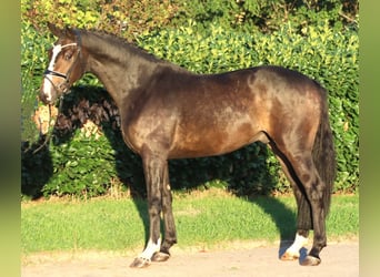 Koń hanowerski, Wałach, 3 lat, 168 cm, Gniada