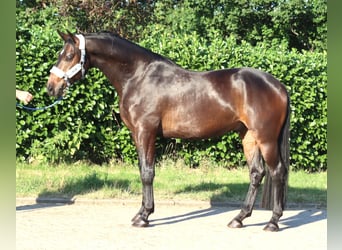 Koń hanowerski, Wałach, 3 lat, 168 cm, Gniada
