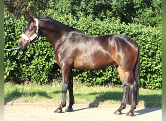 Koń hanowerski, Wałach, 3 lat, 168 cm, Gniada