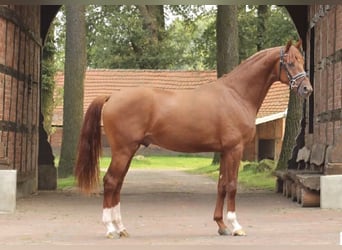 Koń hanowerski, Wałach, 3 lat, 168 cm, Kasztanowata