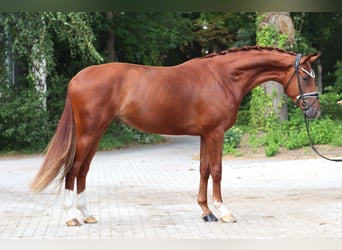 Koń hanowerski, Wałach, 3 lat, 168 cm, Kasztanowata
