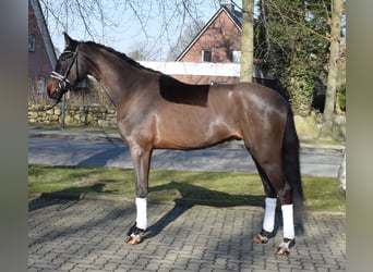 Koń hanowerski, Wałach, 3 lat, 170 cm, Ciemnogniada