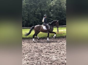 Koń hanowerski, Wałach, 3 lat, 170 cm, Ciemnogniada