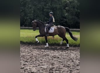 Koń hanowerski, Wałach, 3 lat, 170 cm, Ciemnogniada