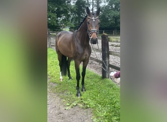 Koń hanowerski, Wałach, 3 lat, 170 cm, Ciemnogniada