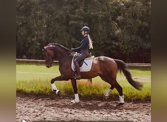 Koń hanowerski, Wałach, 3 lat, 170 cm, Ciemnogniada