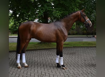 Koń hanowerski, Wałach, 3 lat, 170 cm, Gniada