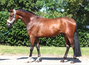 Koń hanowerski, Wałach, 3 lat, 170 cm, Gniada