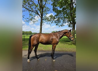 Koń hanowerski, Wałach, 3 lat, 170 cm, Gniada