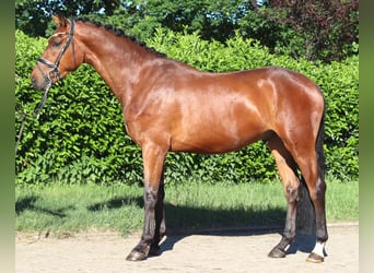 Koń hanowerski, Wałach, 3 lat, 170 cm, Gniada