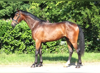 Koń hanowerski, Wałach, 3 lat, 170 cm, Gniada