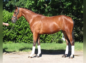 Koń hanowerski, Wałach, 3 lat, 170 cm, Gniada