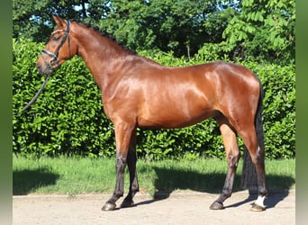 Koń hanowerski, Wałach, 3 lat, 170 cm, Gniada