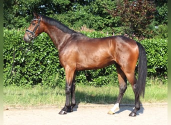 Koń hanowerski, Wałach, 3 lat, 170 cm, Gniada