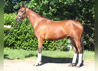 Koń hanowerski, Wałach, 3 lat, 170 cm, Gniada