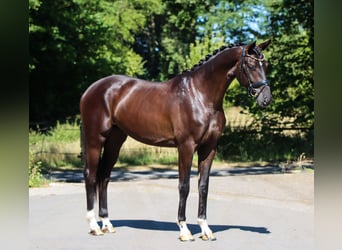 Koń hanowerski, Wałach, 3 lat, 170 cm, Kara