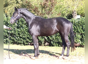 Koń hanowerski, Wałach, 3 lat, 170 cm, Kara