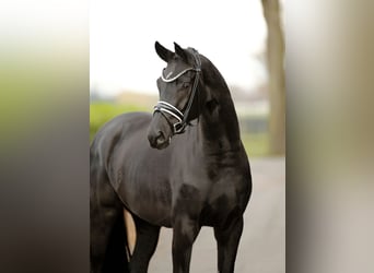 Koń hanowerski, Wałach, 3 lat, 170 cm, Kara