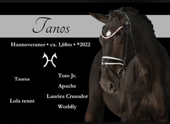 Koń hanowerski, Wałach, 3 lat, 170 cm, Kara