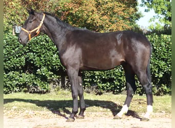 Koń hanowerski, Wałach, 3 lat, 170 cm, Kara