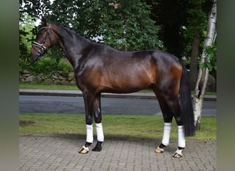 Koń hanowerski, Wałach, 3 lat, 170 cm, Skarogniada