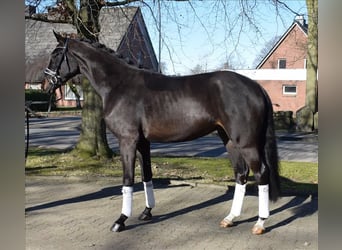 Koń hanowerski, Wałach, 3 lat, 170 cm, Skarogniada