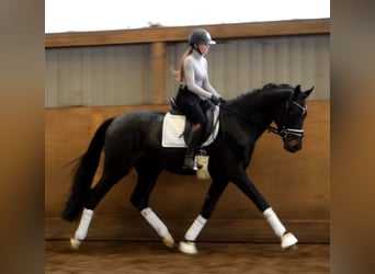 Koń hanowerski, Wałach, 3 lat, 170 cm, Skarogniada