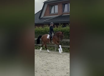 Koń hanowerski, Wałach, 3 lat, 171 cm, Gniada