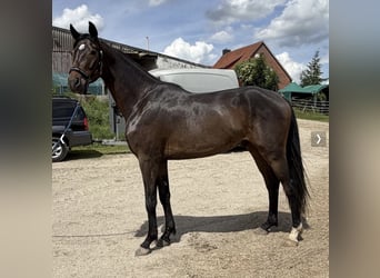Koń hanowerski, Wałach, 3 lat, 172 cm, Gniada