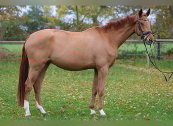 Koń hanowerski, Wałach, 3 lat, 172 cm, Kasztanowata