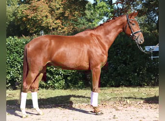 Koń hanowerski, Wałach, 3 lat, 172 cm, Kasztanowata