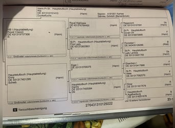 Koń hanowerski, Wałach, 3 lat, 174 cm, Ciemnokasztanowata