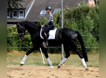 Koń hanowerski, Wałach, 3 lat, 174 cm, Kara