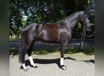 Koń hanowerski, Wałach, 3 lat, 174 cm, Kara