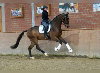 Koń hanowerski, Wałach, 3 lat, 176 cm, Gniada