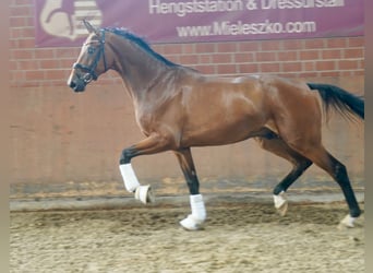 Koń hanowerski, Wałach, 3 lat, 176 cm, Gniada