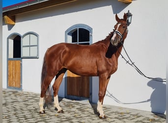 Koń hanowerski, Wałach, 3 lat, 178 cm, Kasztanowata