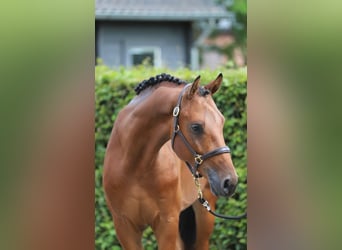 Koń hanowerski, Wałach, 4 lat, 156 cm, Gniada