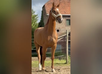 Koń hanowerski, Wałach, 4 lat, 160 cm, Kasztanowata
