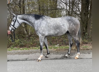 Koń hanowerski, Wałach, 4 lat, 163 cm, Siwa