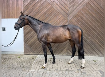 Koń hanowerski, Wałach, 4 lat, 164 cm, Ciemnogniada