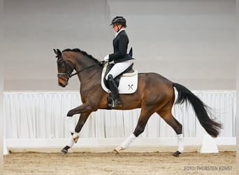 Koń hanowerski, Wałach, 4 lat, 164 cm, Gniada