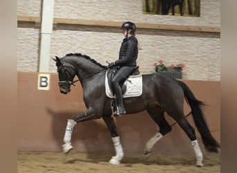 Koń hanowerski, Wałach, 4 lat, 164 cm, Skarogniada