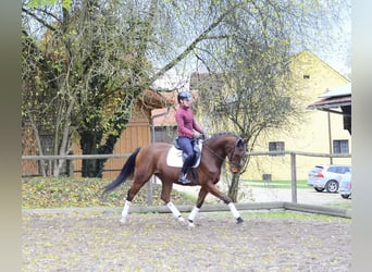 Koń hanowerski, Wałach, 4 lat, 165 cm, Gniada
