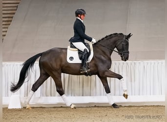 Koń hanowerski, Wałach, 4 lat, 165 cm, Kara