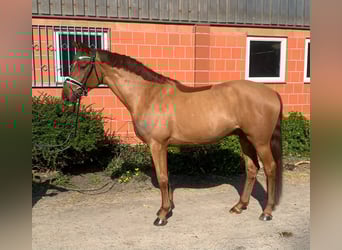 Koń hanowerski, Wałach, 4 lat, 165 cm, Kasztanowata