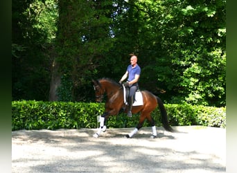 Koń hanowerski, Wałach, 4 lat, 166 cm, Gniada