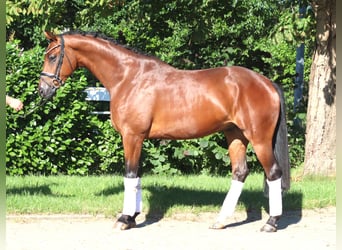 Koń hanowerski, Wałach, 4 lat, 166 cm, Gniada